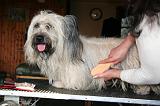 SKYE TERRIER - BROSSAGE 091